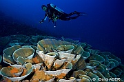 Montipora delicatula Ambiance Catherine-Wakatobi Wangi Island-16m-20180601-Denis-ADER-DSC_2821_tn